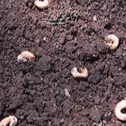More than just a pesky problem, lawn grubs can do damage to grass.