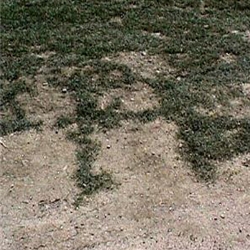 Getting rid of compacted soil will keep your lawn loose and your grass healthy.