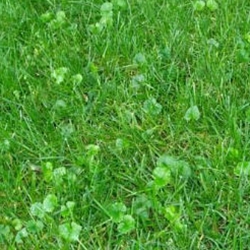 Mulching Leaves Can Give You a Healthier Lawn