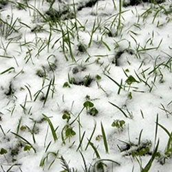 Voles and Snow Mold Are Two Common Causes of Winter Lawn Damage